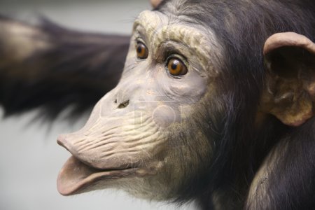Chimpanzee 2
