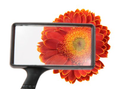 Flower through magnifier