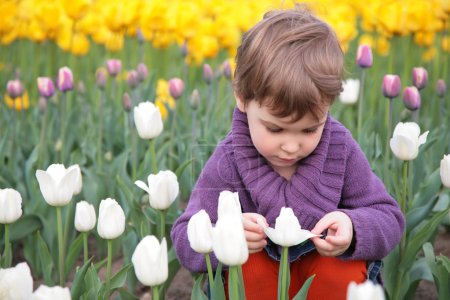 Little girl looks on white tulip