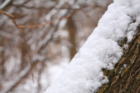 Snowbank on tree trunk