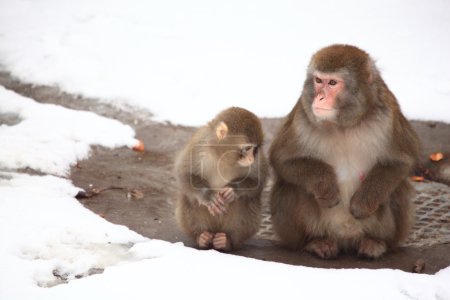 Two monkeys in zoo in winter