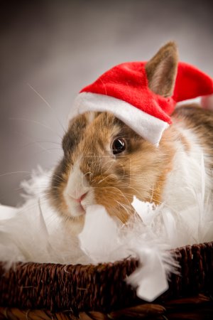 Dwarf Rabbit wearing a Santa Claus Costume