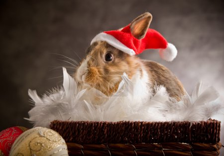 Dwarf Rabbit wearing a Santa Claus Costume
