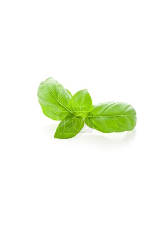 Basil leaves on white background