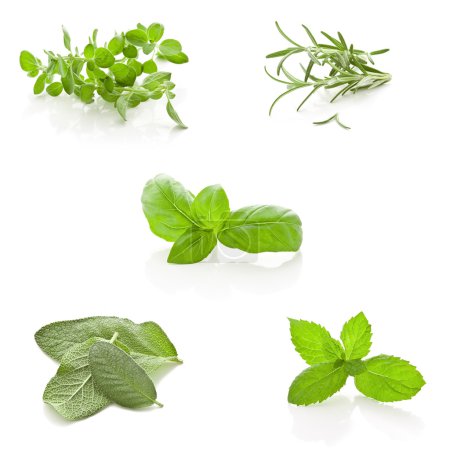 Herbs Collage on white background