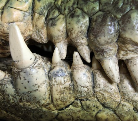 Crocodile tooth