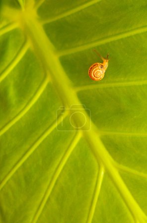 Little snail on green leaf background