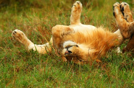 Young wild african lion playing