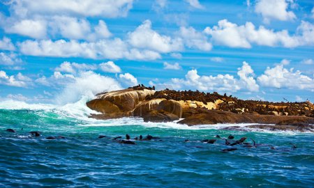 South African seals