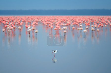 Flocks of flamingo