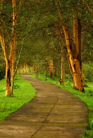 Forest pathway