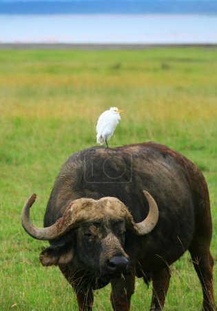 Wild Buffalo and Bird