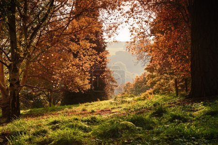 Landscape view through Autumn Fall forest into bright morning co
