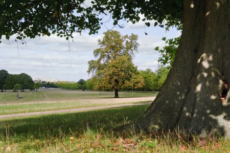 A distant Windsor Castle viewed through trees in Windsor Great P
