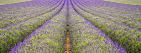Beautiful low angle wide shot of colorful lavender field