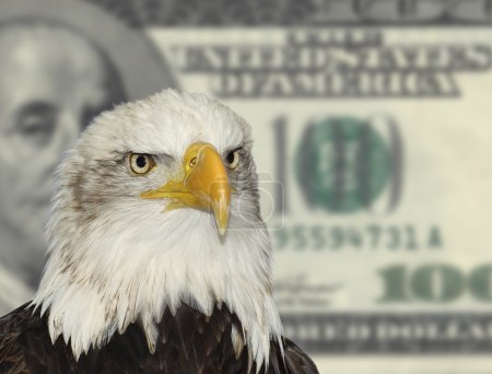 American symbol bald eagle against dollar currency background
