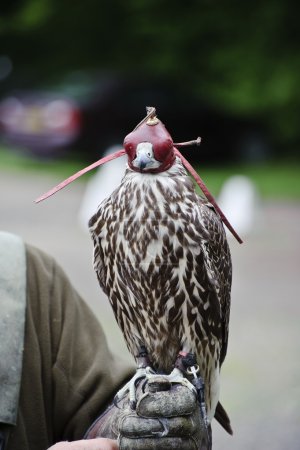 Hooded Gyr falcon during falconry display