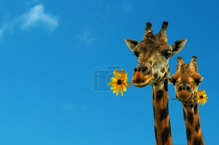 Two lovely giraffes on a nice blue day