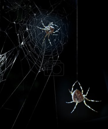 Party spiders in Halloween night