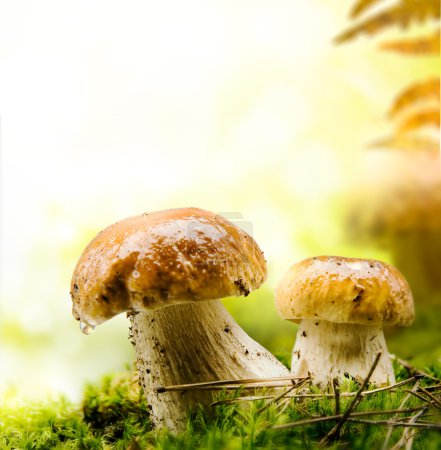 Autumn forest mushrooms
