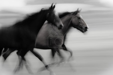 Fast running horses