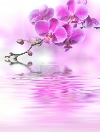Beautiful purple orchid flowers reflected in the water