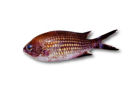 Chromis chromis Damselfish rock fish isolated