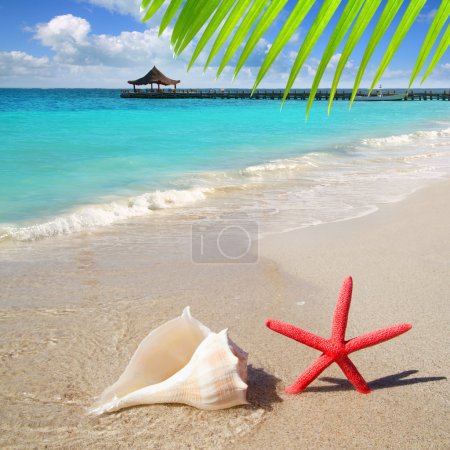 Beach starfish and seashell on white sand