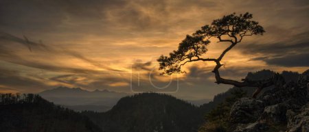 Lonely tree Kinga with Tatra mountains from Pieniny mountains in sunset, Poland