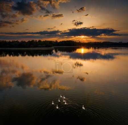 Flock of swans on lake on polish kayak route Krutynia, Poland