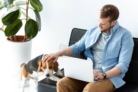 high angle view of male freelancer with laptop touching beagle on sofa at home office