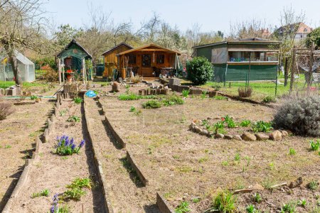 picture of an allotment garden in early spring