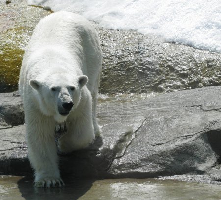white polar bear in zoo