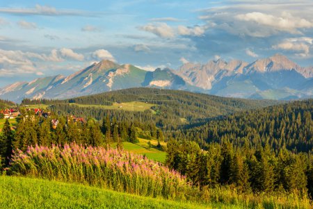Summer evening mountain village outskirts with pink flowers in front and Tatra range behind (Gliczarow Gorny, Poland).