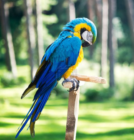 Macaw parrot against forest background