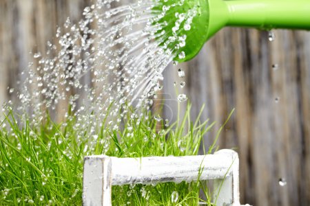 Pouring from watering can on grass water