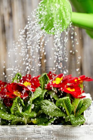 Close up on water pouring from watering can onto blooming flower