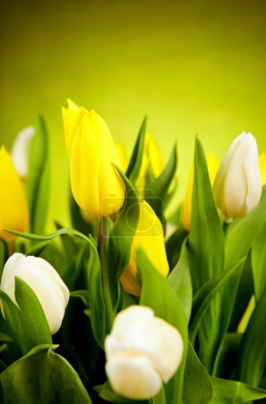 Yellow and white tulip flowers with green copy space