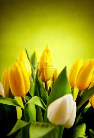 Yellow and white tulip flowers with green copy space