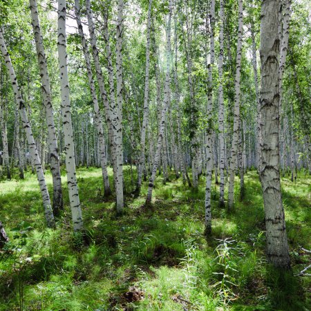 The birch of a forest.