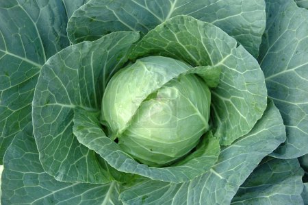 Green cabbage plant