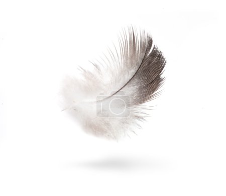 Art dove white feathers isolated on white background