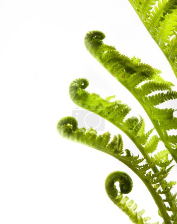 Growing leaves of spring fern isolated on white background