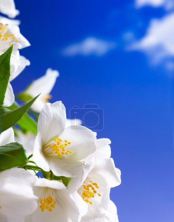Art jasmine flowers background