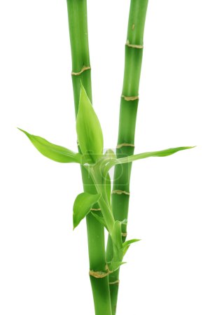 Bamboo Isolated On White
