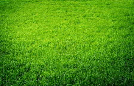 Perfect Fresh Grass