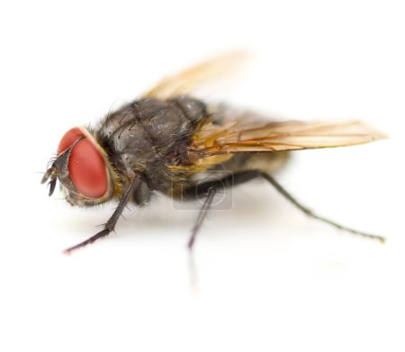 Supermacro Of A House Fly Isolated