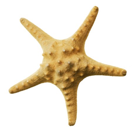 Beautiful Starfish Over White
