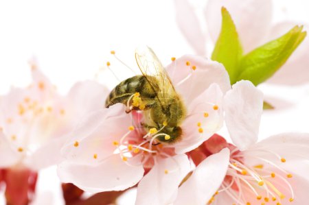 Honey Bee On A Flower. Studio Isolated