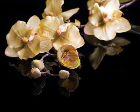 Beautiful Orchid over black